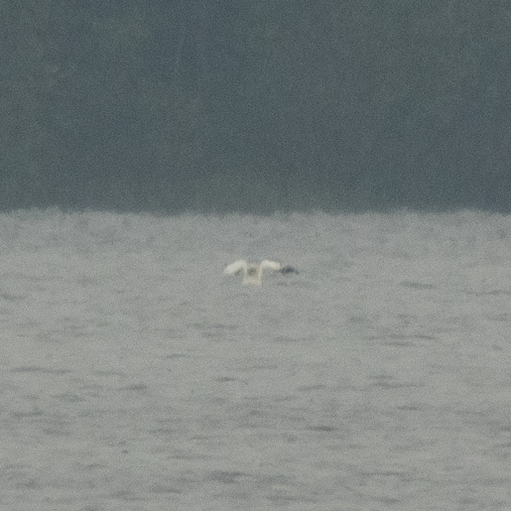 Northern gannet